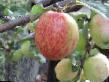 Jabłka gatunki Seyanec Titovki zdjęcie i charakterystyka