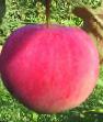 des pommes  Sokolovskoe l'espèce Photo