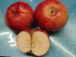 des pommes les espèces  Photo et les caractéristiques