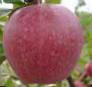 Manzanas variedades Alpek Foto y características