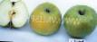 Μήλα ποικιλίες Akhtubinskoe φωτογραφία και χαρακτηριστικά