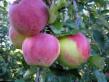Jabłka  Aehlita gatunek zdjęcie