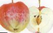 Jabłka  Sujjslepskoe (Sujjsleper, Malinovka) gatunek zdjęcie