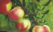 Яблоки сорта Брянское Фото и характеристика