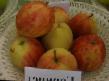 Apples varieties Gornist Photo and characteristics