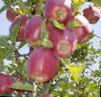 Äpplen sorter Red Delishes Fil och egenskaper