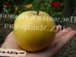 Apples  Atlantka grade Photo
