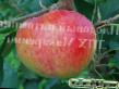Jabłka  Bryzgi shampanskogo gatunek zdjęcie