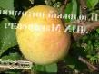 Μήλα  Zelenka sochnaya ποικιλία φωτογραφία