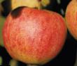 Jablka druhy Ehlstar  fotografie a charakteristiky