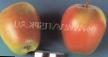 Manzanas  Izumitelnoe (Rossoshanskoe vkusnoe) variedad Foto