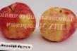 Manzanas  Anis variedad Foto