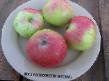 Manzanas  Anis variedad Foto