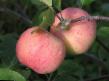 Jablka druhu Sokovoe 3 fotografie a vlastnosti