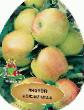 Manzanas  Bolotovskoe  variedad Foto