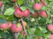 Manzanas variedades VEhM-rozovyjj Foto y características
