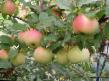 Manzanas variedades Blagaya vest Foto y características