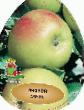 des pommes les espèces Imrus  Photo et les caractéristiques