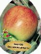 Μήλα ποικιλίες Kandil Orlovskijj φωτογραφία και χαρακτηριστικά