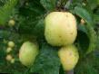 Manzanas variedades Arkad zheltyjj (Arkad belyjj dlinnyjj) Foto y características