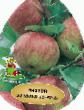 des pommes les espèces Korichnoe polosatoe Photo et les caractéristiques