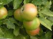 Μήλα ποικιλίες Verbnae φωτογραφία και χαρακτηριστικά