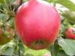 Jablka druhy Kovalenkovskoe fotografie a charakteristiky
