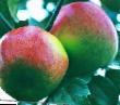 Jablka druhy Minskoe fotografie a charakteristiky