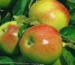 Manzanas  Alesya variedad Foto