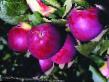 Ябълки сортове Дарунак снимка и характеристики