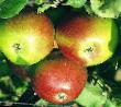 des pommes  Zaslavskoe l'espèce Photo
