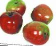des pommes  Pamyat Cikory l'espèce Photo