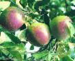 des pommes  Pamyat Syubarovojj l'espèce Photo