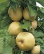 Jabłka gatunki Yantarnoe ozherele  zdjęcie i charakterystyka
