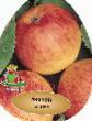 Μήλα ποικιλίες Mantet φωτογραφία και χαρακτηριστικά