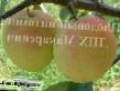 des pommes  Grushovka vostochnaya l'espèce Photo