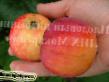 Apples  Slava Primorya grade Photo
