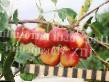 Manzanas variedades Tonkonozhka Foto y características