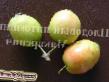 Jabłka  Dzhon-Douni gatunek zdjęcie