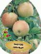 Apples varieties Medunica Photo and characteristics