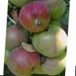 Jablka druhu Dzhin fotografie a vlastnosti
