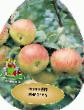 Apples varieties Orlovim Photo and characteristics