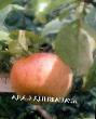 Manzanas variedades Krasavica sada Foto y características