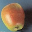 des pommes  Rossoshanskoe vkusnoe l'espèce Photo