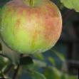 Jablka druhu Rossoshanskoe lezhkoe  fotografie a vlastnosti