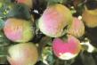 des pommes les espèces Orlovskijj Pioner Photo et les caractéristiques