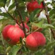 Jabłka gatunki Stark Ehrlist zdjęcie i charakterystyka