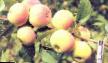 Manzanas variedades Vesna Foto y características