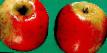 des pommes les espèces Skala Photo et les caractéristiques