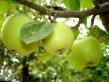 Manzanas variedades Annushka Foto y características